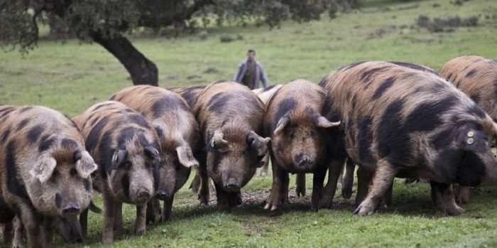 dehesa de maladua cerdos e1481387326348 Merca2.es