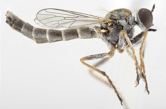 Se descubre una nueva especie de mosca asesina en el sur de África