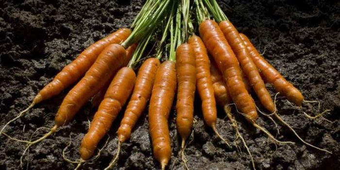 zanahorias 800x400 Merca2.es