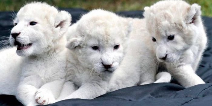 cachorros leon blanco animales mas caros mundo e1483399408363 Merca2