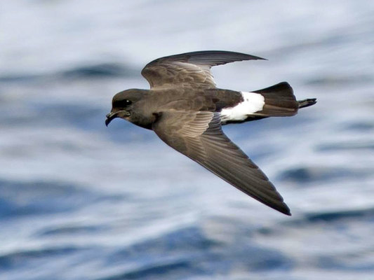 ¿Volver a la vida? Estos animales saben cómo hacerlo