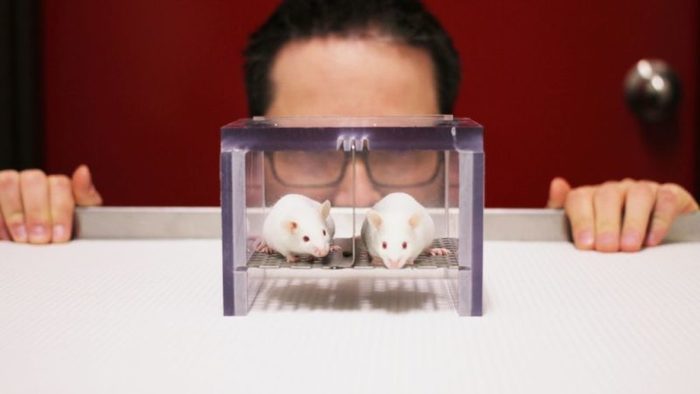 Un enemigo sigiloso: por qué las ratas son tan difíciles de eliminar