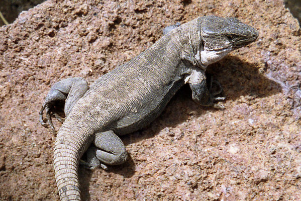 ¿Volver a la vida? Estos animales saben cómo hacerlo 21 Merca2.es lagarto e1487754940445 Merca2.es