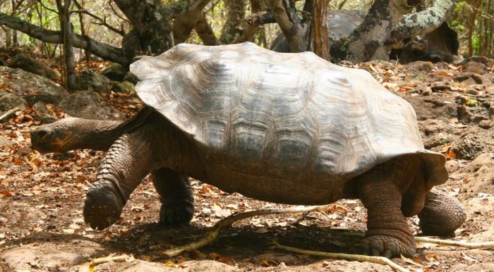 ¿Volver a la vida? Estos animales saben cómo hacerlo 24 Merca2.es tortuga e1487759464806 Merca2.es