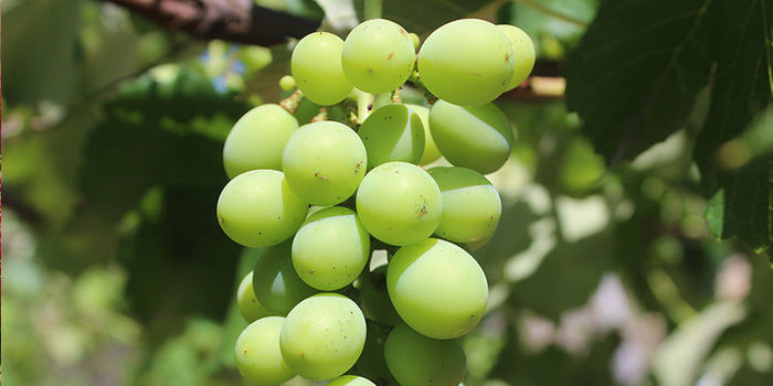 uvas Merca2