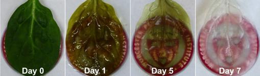 hojadespinaca2 Merca2.es