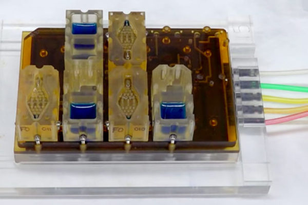 Evatar: el modelo de laboratorio que imita el sistema reproductivo femenino 28 Merca2.es EVATAR