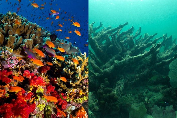 Las zonas muertas de los océanos existen, y esto hay en ellas 74 Merca2.es Las zonas muertas