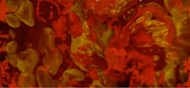 Evatar: el modelo de laboratorio que imita el sistema reproductivo femenino 30 Merca2.es EVATAR