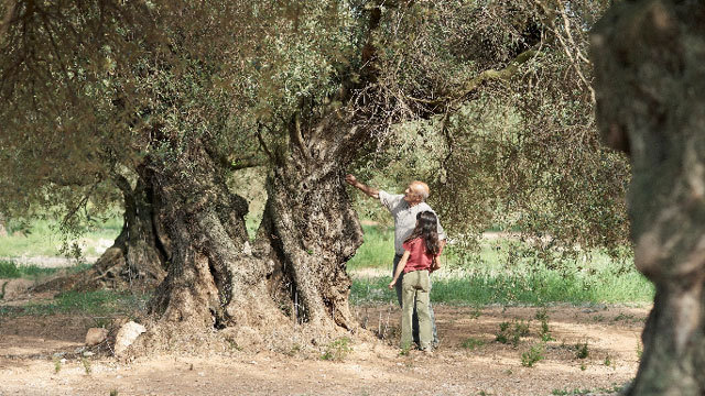 Cosas que debemos agradecer al olivar español 15 Merca2.es Olivar