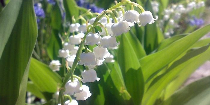 Día de la Madre: Ideas de lujo para un regalo perfecto 51 Merca2.es Lirio de los valles 3 1 e1493993258382 Merca2.es