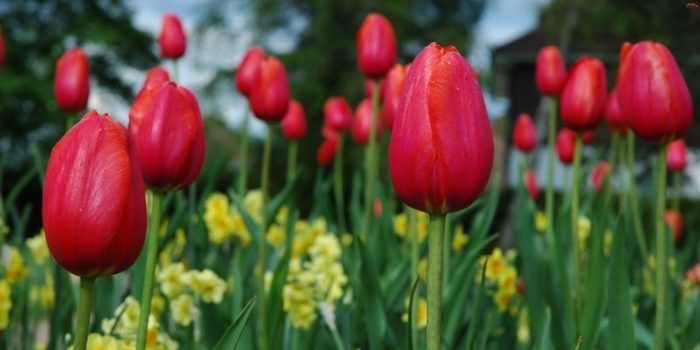 tulipanes e1493693623640 Merca2.es