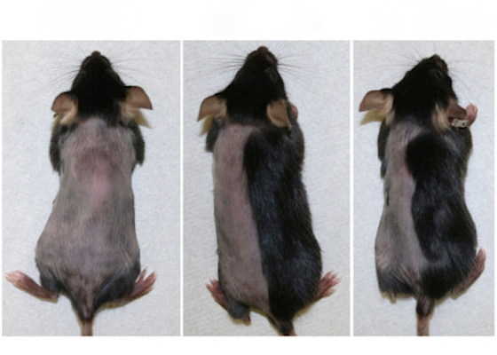 Las células T reguladoras o Tregs, el crece-pelo más eficaz 55 Merca2.es Ratitas Merca2.es