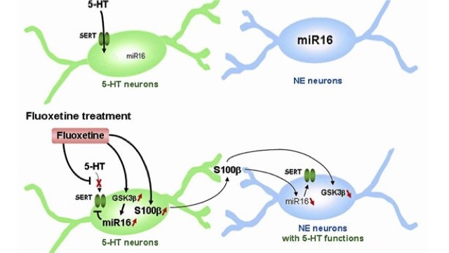 ¿Cómo funcionan los antidepresivos? 19 Merca2.es 142 1 Merca2.es