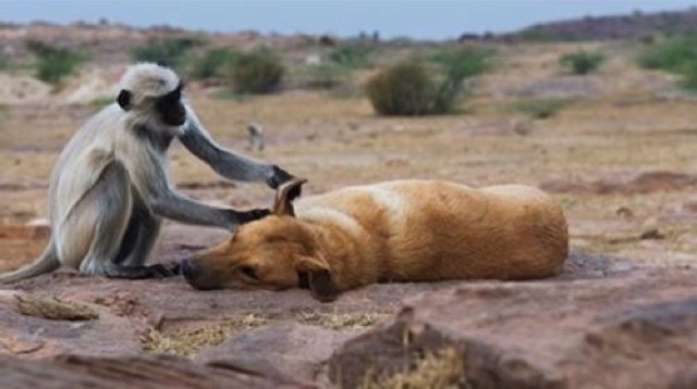 ¿Por qué los perros son unos compañeros tan cariñosos? La respuesta está en sus genes 35 Merca2.es 1500297877927 Merca2.es