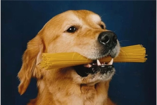 ¿Por qué los perros son unos compañeros tan cariñosos? La respuesta está en sus genes 33 Merca2.es 2017 07 20 09 32 42 1 Merca2.es