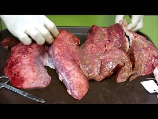 Así se destruirá el tabaco por si solo 14 Merca2.es E7V N Merca2.es