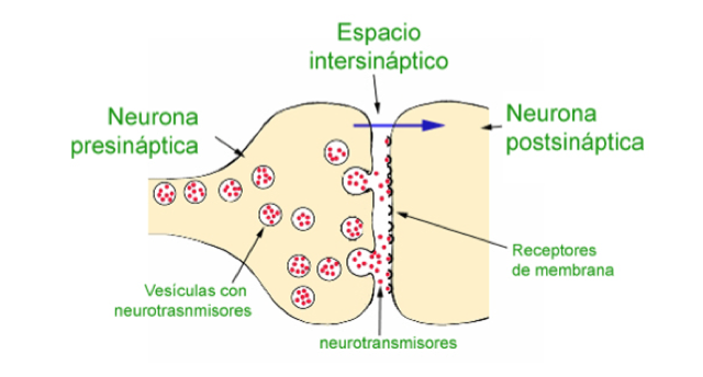 ¿Cómo funcionan los antidepresivos? 18 Merca2.es Impulso nervioso.jpg Merca2.es