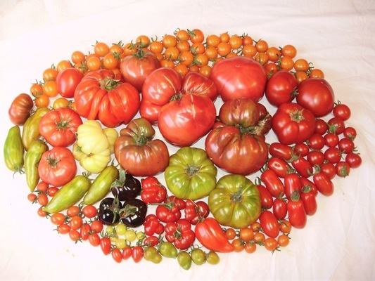 Tomates tomate