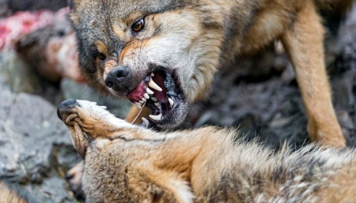 ¿Por qué los perros son unos compañeros tan cariñosos? La respuesta está en sus genes 34 Merca2.es wolf Merca2.es