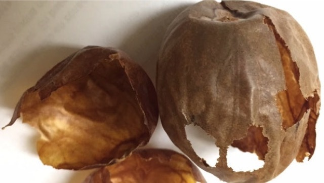 Las cáscaras de semilla de aguacate podrían ser una mina de oro de compuestos medicinales 19 Merca2.es avocado seed husk 1 Merca2.es