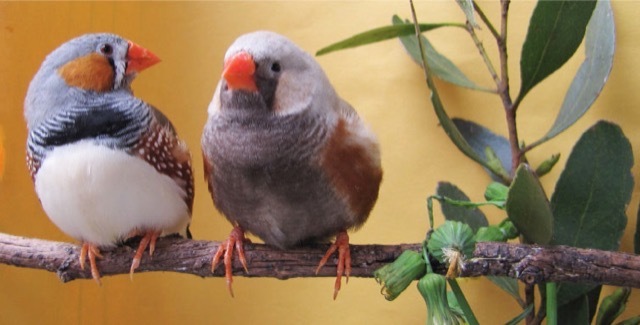 De pájaros y niños: las señales sociales son la clave para el aprendizaje vocal 46 Merca2.es pajaritos Merca2.es