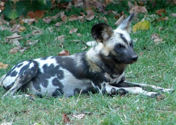 Cómo los perros salvajes africanos estornudan entre sí para comunicarse 2 Merca2.es perrete Merca2.es