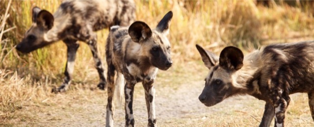 perrritos perros salvajes africanos