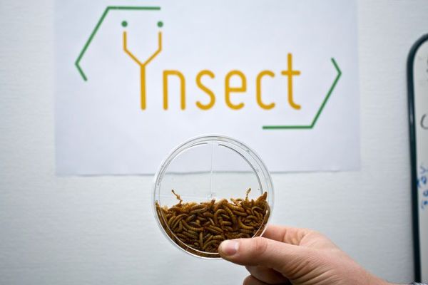 Una fábrica de insectos y otras inversiones de riesgo del Gobierno francés 5 Merca2.es Ynsect bugs Merca2.es
