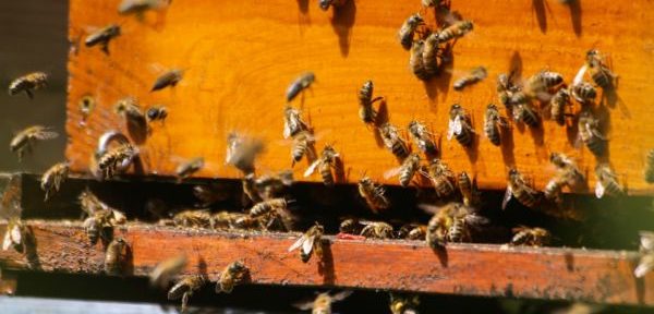 Javier, apicultor: "Dejo que las abejas me piquen las manos porque es bueno para la salud" 1 Merca2.es El cuidado de las abejas: Una conexión vital con la naturaleza
