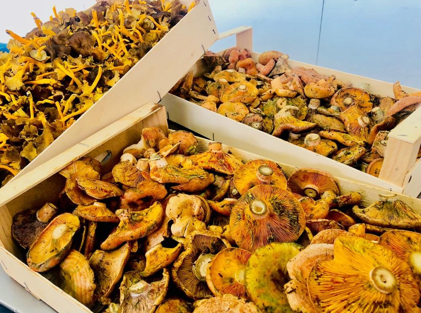 Foto de Setas en Teca Sàbat