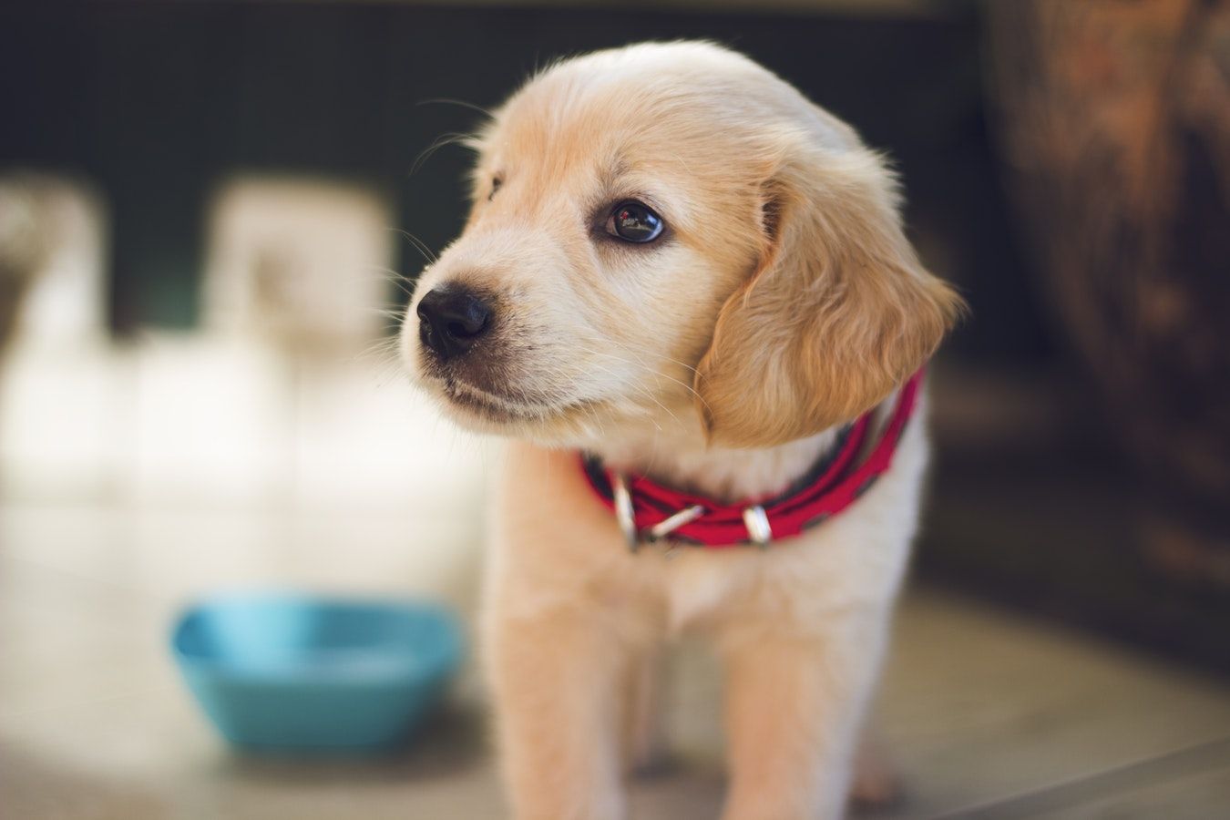 La Federación de Alimentos y Medicamentos de Estados Unidos retira 8 marcas tóxicas de pienso para perros Foto de Retiran pienso tóxico en EEUU