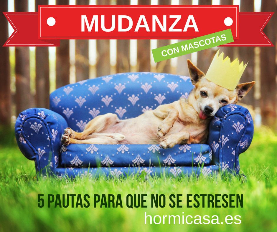 Foto de ¿Cómo mitigar el estrés de tus mascotas en la mudanza?