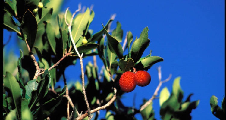 Prevenir el cáncer de colón