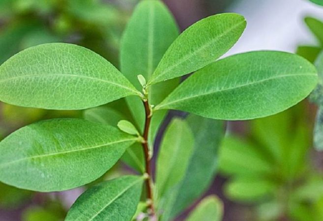 Estos son los ingredientes de la Coca-Cola 7 Merca2.es Cocaína