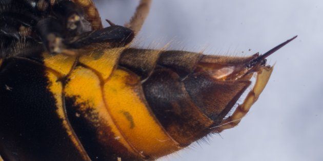 Picadura de avispa: qué hacer cuando te pican 3 Merca2.es avispa