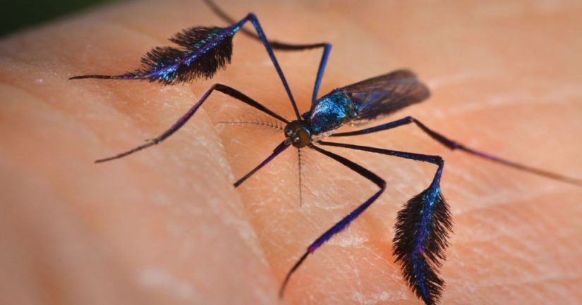 Si un mosquito te pica, ¿sabes qué enfermedades puede transmitirte? 46 Merca2.es mosquito