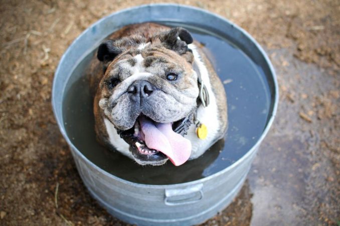 Esto es lo que debes hacer si tienes un perro con un golpe de calor 16 Merca2.es Algunas recomendaciones adicionales