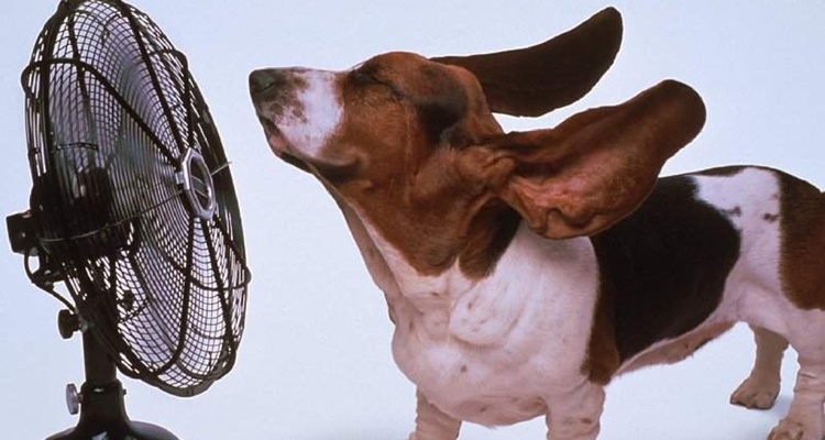 Como prevenir el golpe de calor en tu perro