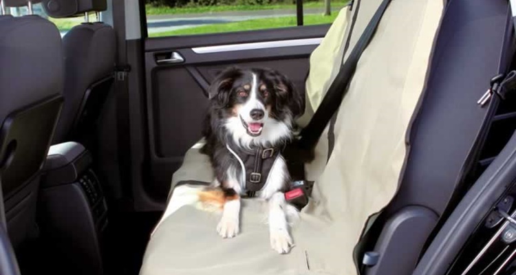 Consejos para viajar con mascotas