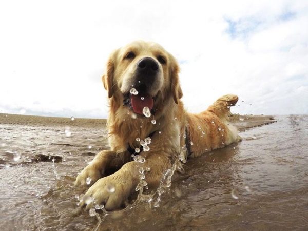 Esto es lo que debes hacer si tienes un perro con un golpe de calor 11 Merca2.es Por que sucede el golpe de calor en perros