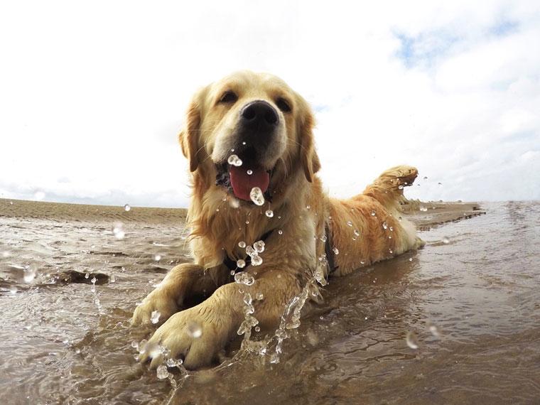 Por que sucede el golpe de calor en perros