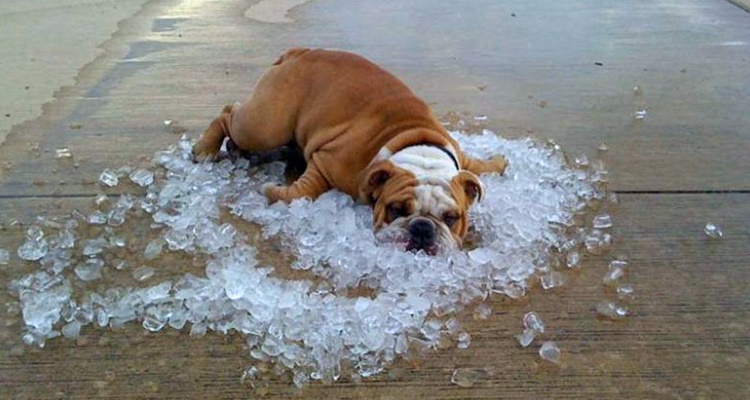 Que hacer con tu perro en caso de golpe de calor