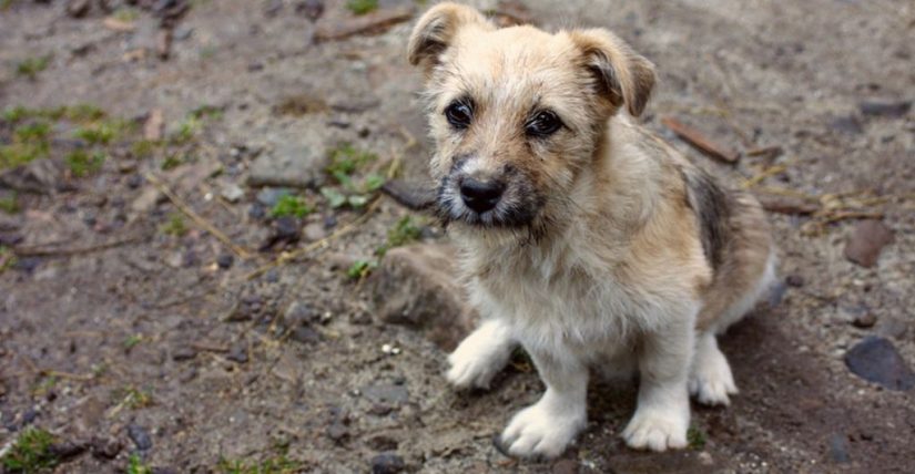 Esto es lo que debes hacer si tienes un perro con un golpe de calor 10 Merca2.es Sintomas del golpe de calor