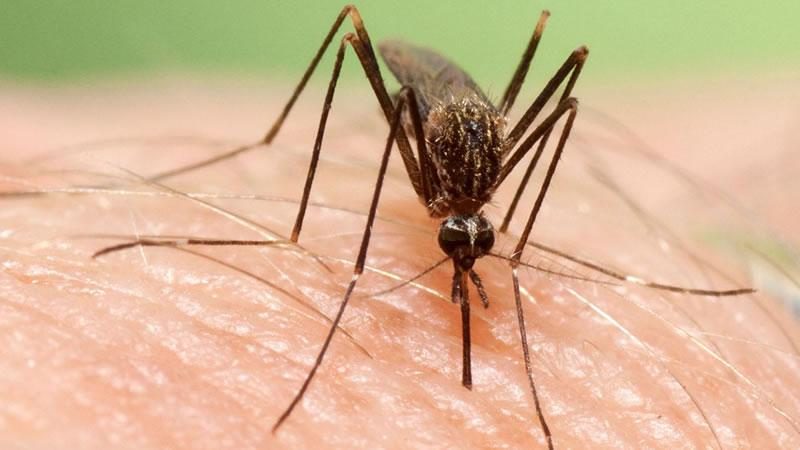 Si un mosquito te pica, ¿sabes qué enfermedades puede transmitirte? 43 Merca2.es mosquito