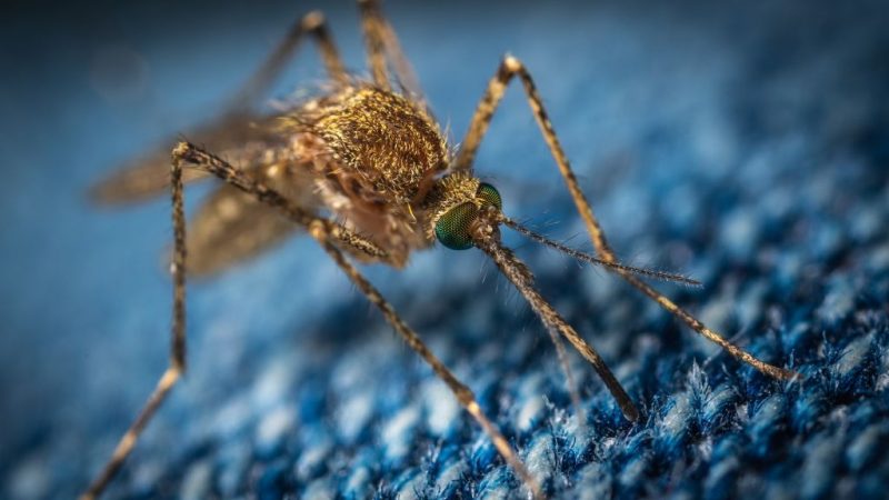 Si un mosquito te pica, ¿sabes qué enfermedades puede transmitirte? 47 Merca2.es bicho