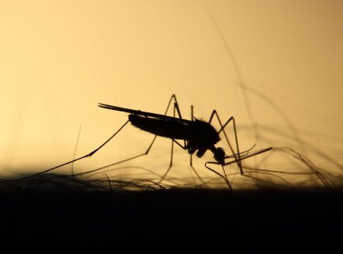 mosquito mosquito