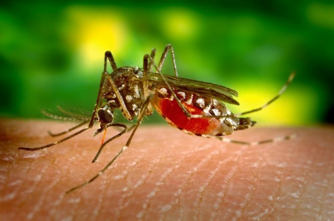 Si un mosquito te pica, ¿sabes qué enfermedades puede transmitirte? 45 Merca2.es picadura