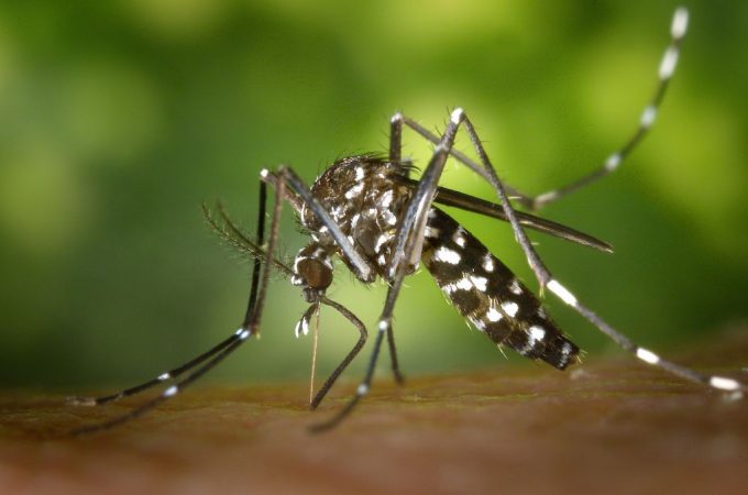 Si un mosquito te pica, ¿sabes qué enfermedades puede transmitirte? 44 Merca2.es mosquito