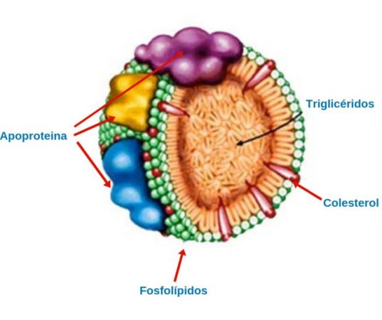 Cómo saber si tienes problemas con el metabolismo 1 Merca2.es metabolismo